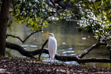 White Egret