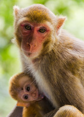 mother and baby macaque looking at camera with unfocused vegetation background behind