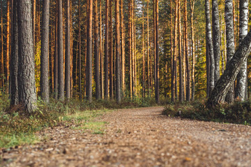 View of the Forest Road, heading deeper in the Woods on the Sunny Summer Day, Partly Blurred Image with Free Space for Text