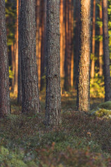 Fototapeta premium Calm and Sunny Summer Day in the Forest, with Sun Shining Through the Trees- Vegetation and Flora of Woods, Background Material