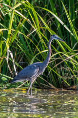Blue Heron