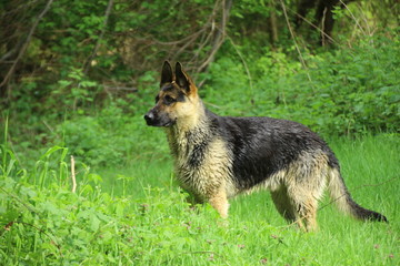 German shepherd on the watch. Dog in the woods.German shepherd after swimming in the river.