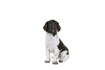 Cute Small Munsterlander Puppy sitting on isolated on a white background looking in the camera