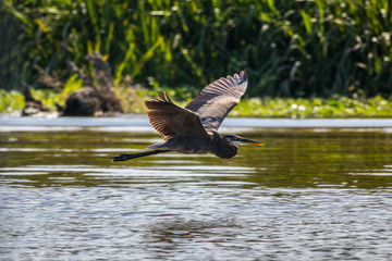 Blue Heron in Flight