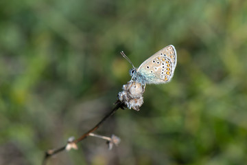 Obraz premium Lycaenidae / Geranyum Çokgözlüsü / / Polyommatus eumedon