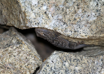 tarente de mauritanie