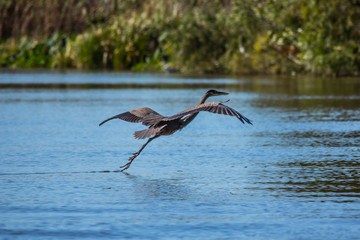 Blue Heron