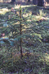 Closeup of Forest Vegetation with Grass and Foliage - Sunny Summer Day