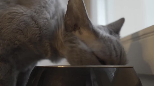 Gray purebred cat breed Devon Rex eating feed from a bowl