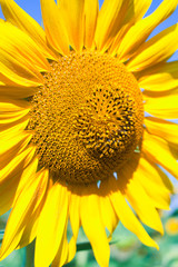 Field of yellow sunflowers