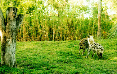 Fototapeta premium garden with flowers hause tigre