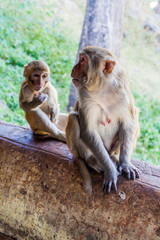 Naklejka premium Macaques at the stairway to Mt Popa temple, Myanmar