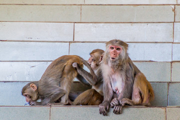 Macaques at the stairway to Mt Popa temple, Myanmar