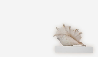 big white shell on a shelf isolated on white background