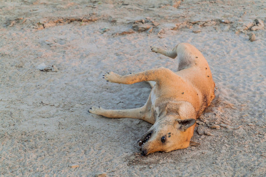 Corpse of a dead dog on a beach