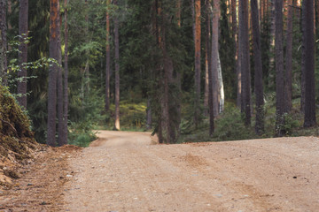 View of the Forest Road (Tourist Hiking Path), heading deeper in the Woods on the Sunny Summer Day, Partly Blurred Image with Free Space for Text