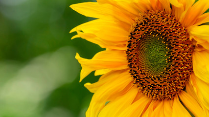 Obraz premium Sunflower, beautiful blurred background
