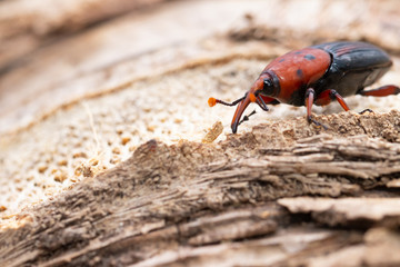 The red palm weevil Rhynchophorus ferrugineus  on coconut tree