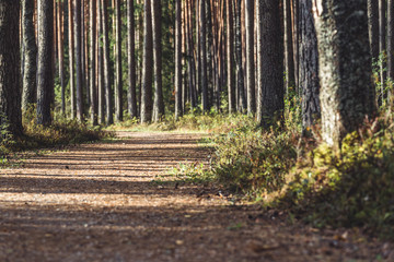 Fototapeta premium View of the Forest Road (Tourist Hiking Path), heading deeper in the Woods on the Sunny Summer Day, Partly Blurred Image with Free Space for Text