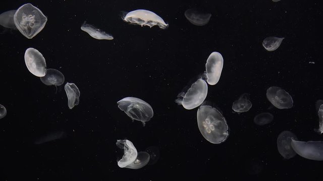 Swarm of Moon Jellyfish (Aurelia) on black.