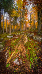 Colorful plants and leaves in forest on morning in autumn