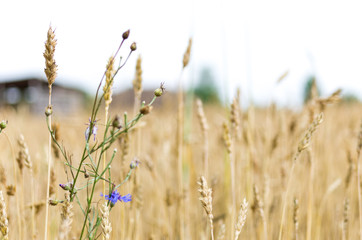 Obraz premium Blue flower on the background of wheat.
