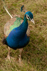 Peacock. Beautiful bird. Peahen.