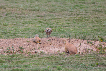 Prairie Dogs and Owl