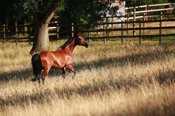 Horse in portraits in the morning light on the pasture in progress..