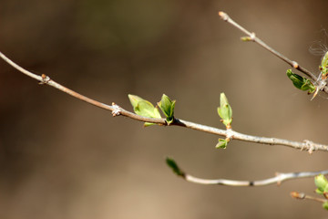 branch of tree