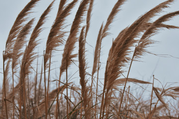 Obraz premium reeds at sunset