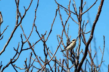 bird on branch