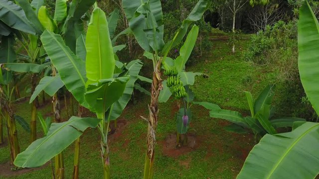 Cutting perpendicularly through a small plantation of banana whilst getting really close to a green bunch attached to its tree.