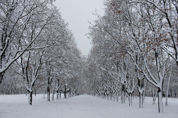 park in the snow