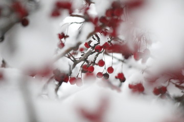 red berries in snow
