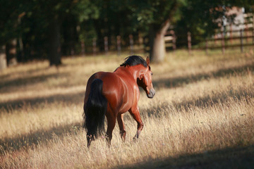 Horse gallops in portraits in the morning light and rages, photographed on the pasture from behind..