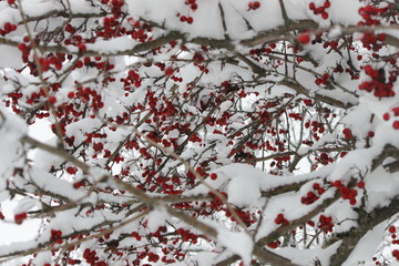 red berries in snow