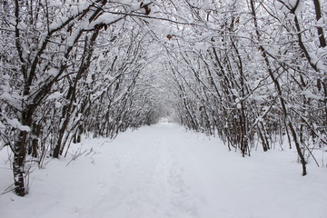 winter tunnel among the trees