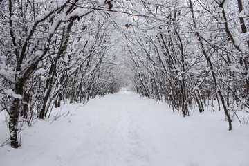 Fototapeta na wymiar winter tunnel among the trees