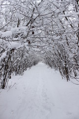 winter tunnel among the trees