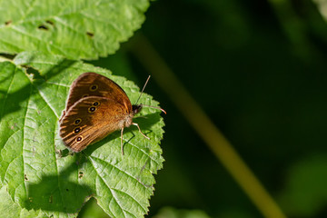 Obraz premium Schornsteinfeger