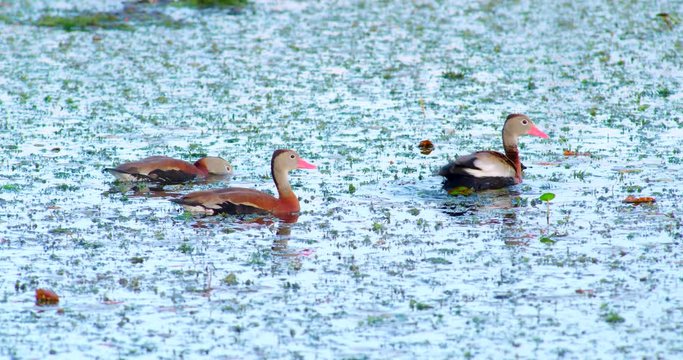 Whistling-Ducks floating calmly on a swampy marshland wetlands pond with blue water. One duck rises up to flap his wings.