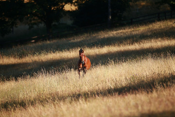 Horse gallops in portraits in the morning light and rages, in the pasture..