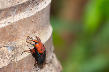 The red palm weevil Rhynchophorus ferrugineus  on coconut tree