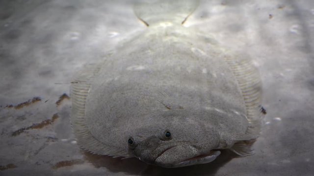 Japanese flatfish  (Paralichthys olivaceus) on the sand bottom.