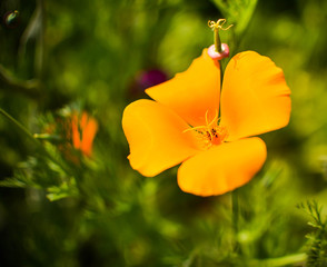 Obraz premium California Poppy