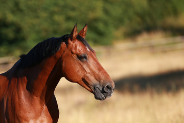 Fototapeta premium Horse in portraits in the morning light stands in the pasture..