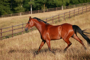 Horse gallops in portraits in the morning light and rages, in the pasture..