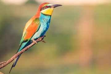 bee-eater sits on a branch on a spring day
