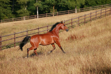 Horse gallops in portraits in the morning light and rages, in the pasture..